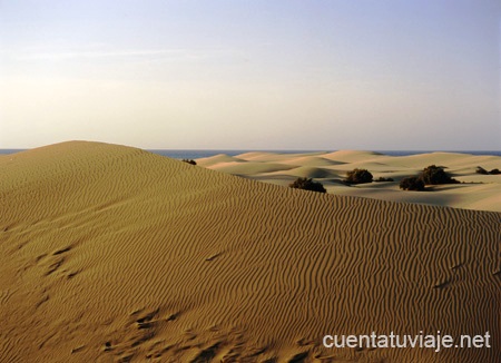 Reserva Natural Especial Dunas de Maspalomas. Gran Canaria.